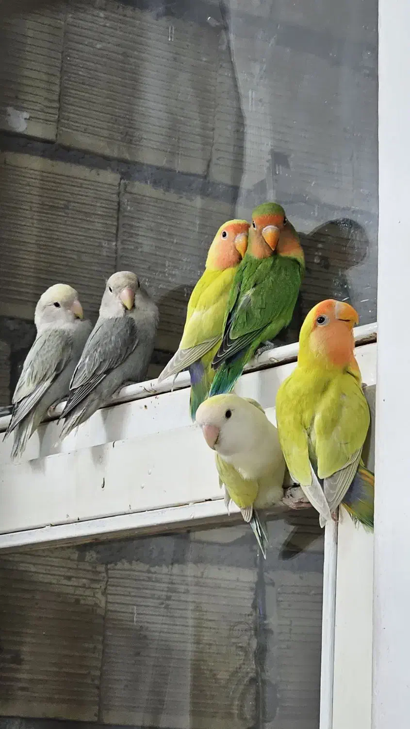 طوطی برزیلی|پرنده|لنجان, |دیوار