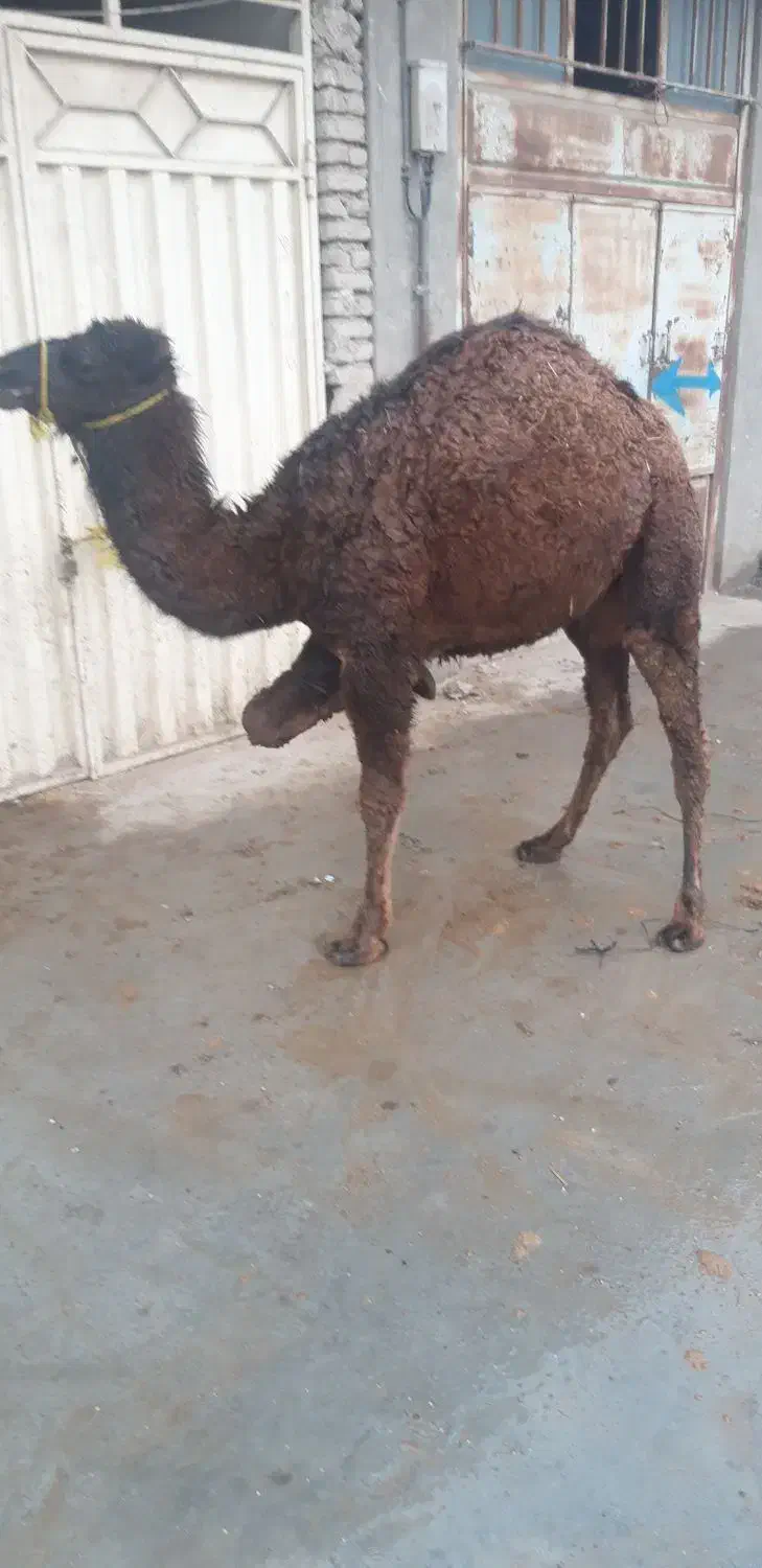 گوشت بچه شتر وبره|خوردنی و آشامیدنی|گنبد کاووس, |دیوار