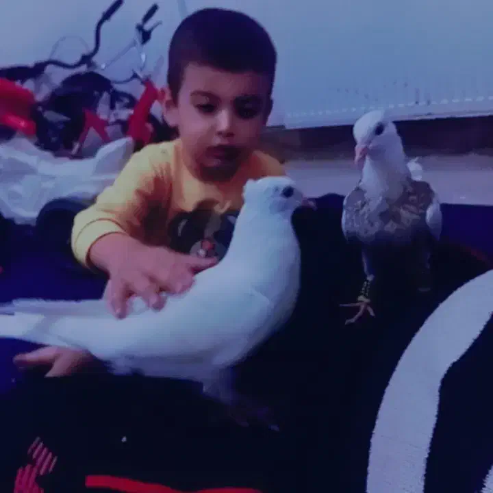 جوجه طوقی هفت رنگ خوشکل پرداخته ۸۰۰ تازه دستی شده|پرنده|تربت جام, تیپ ۳۸ زرهی تربت جام|دیوار