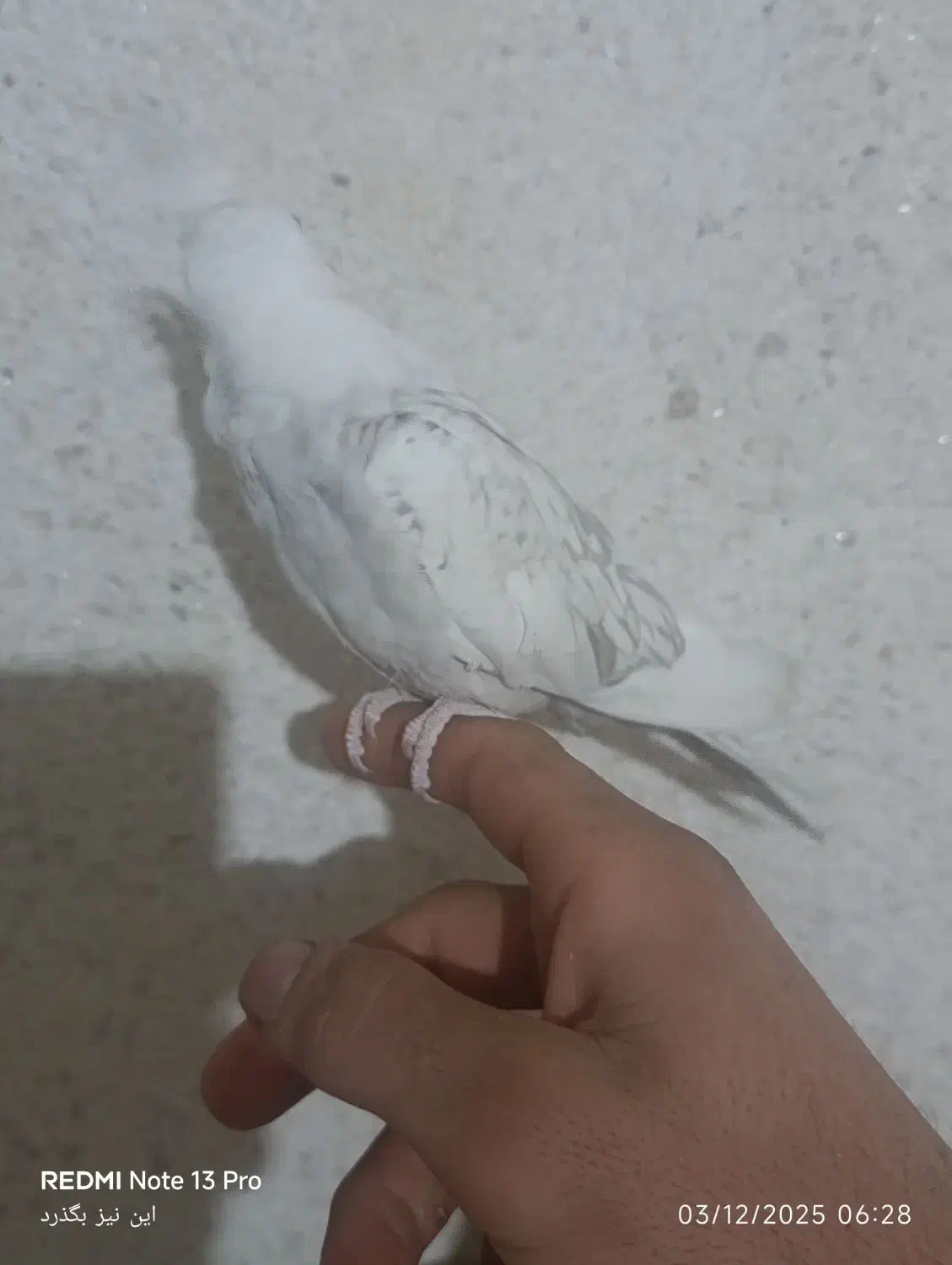 جوجه عروس|پرنده|نظرآباد, صالح آباد|دیوار