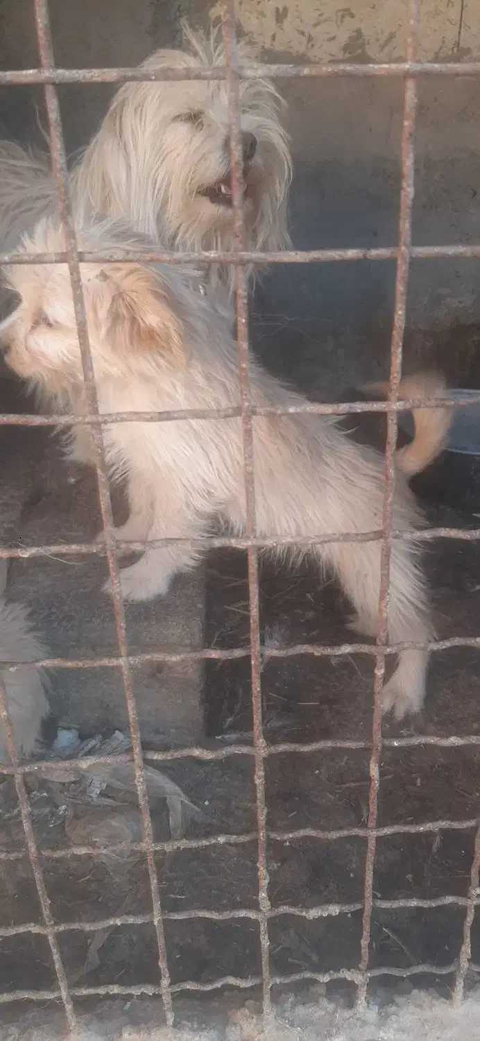 توله پاکوتاه معاوضه با مرغ وخروس مرندی|سگ|تفت, |دیوار