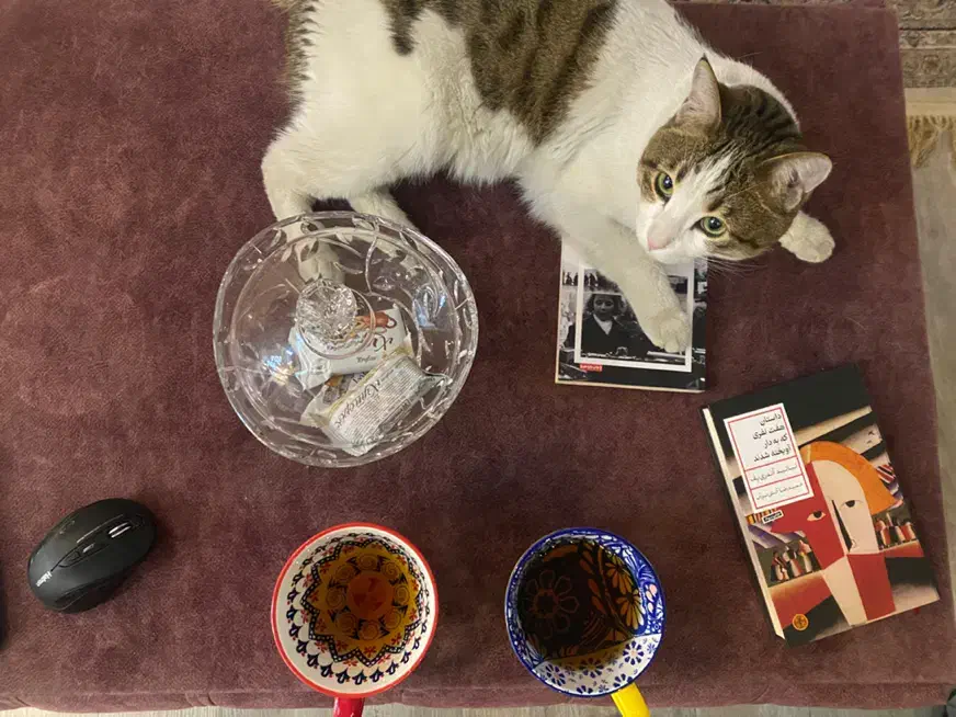 واگذاری گربه شناسنامه واکسن سالم باهوش|گربه|اصفهان, کشاورزی|دیوار