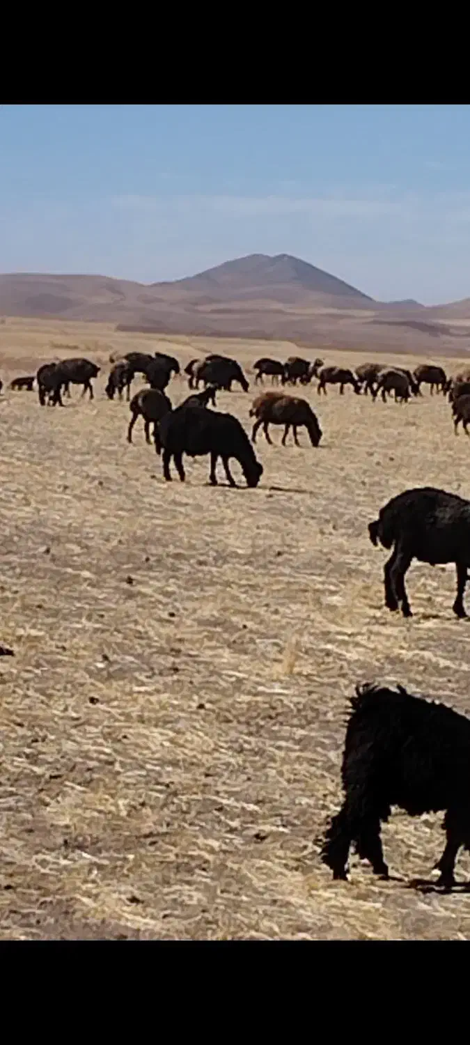 بره قوچ قرقزل اصل|حیوانات مزرعه|بزینه رود, |دیوار