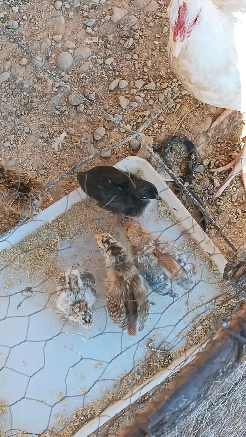 مرغ باجوجه|حیوانات مزرعه|منج, |دیوار