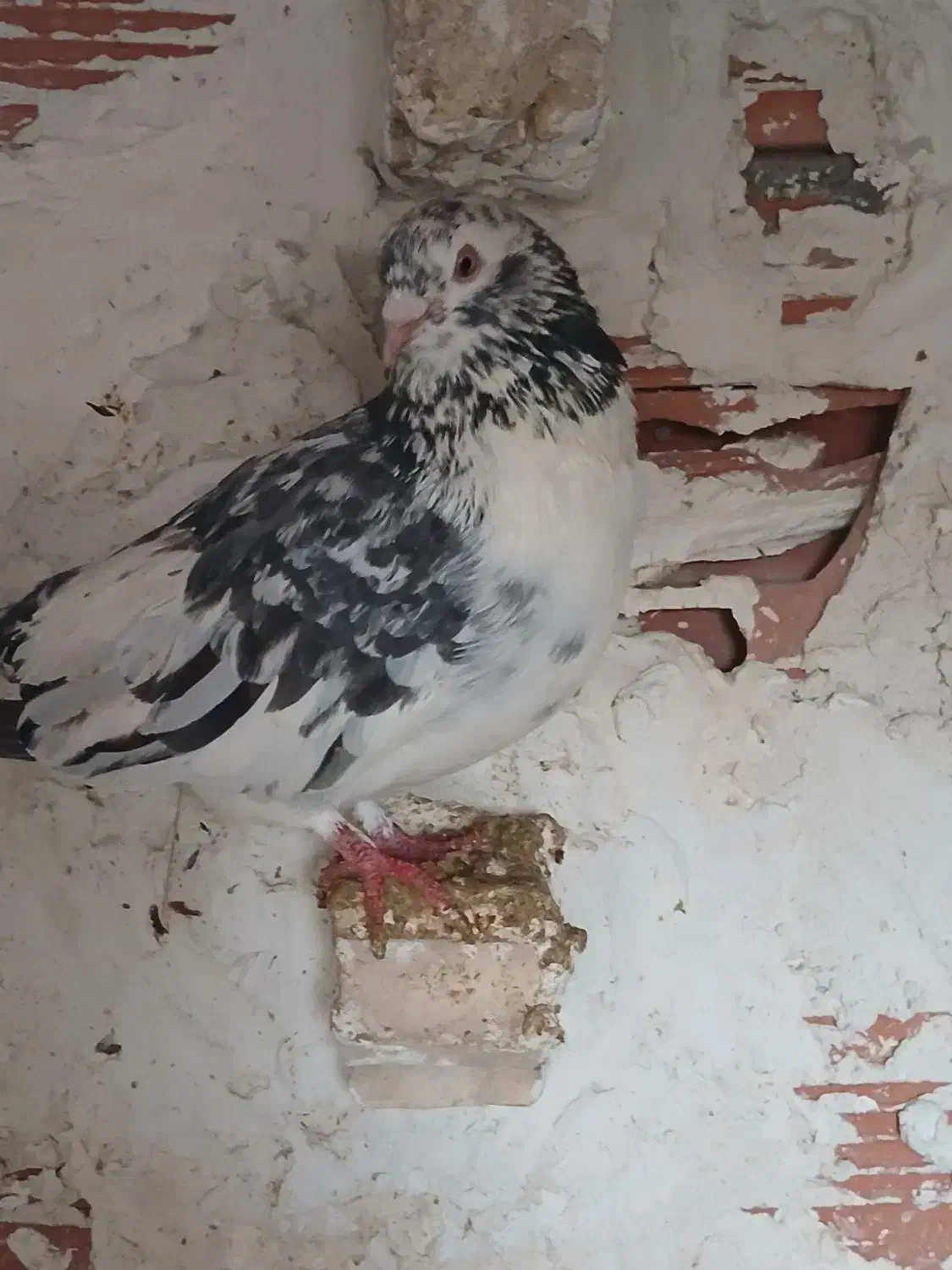 سار صید|پرنده|بجنورد, |دیوار