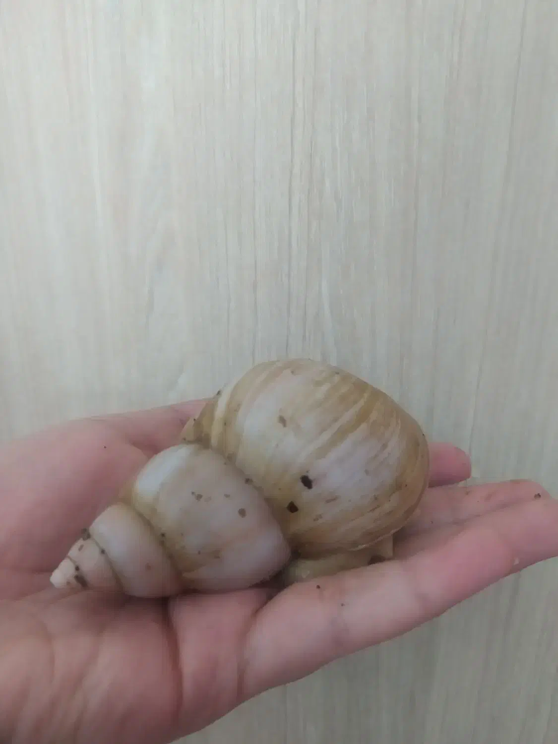 حلزون آلبینو مولد|خزنده|مشهد, عبادی|دیوار