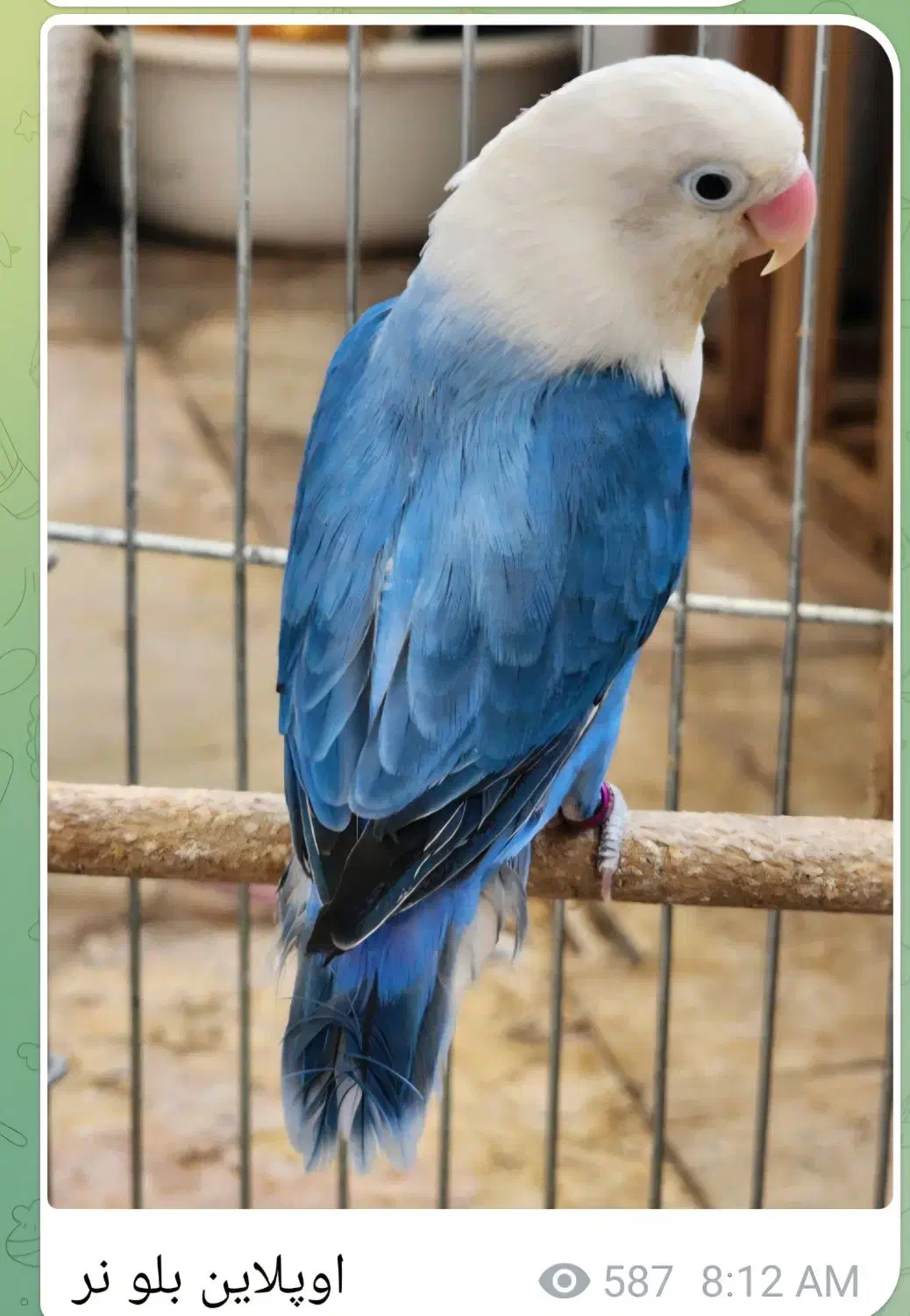 طوطی برزیلی|پرنده|کرج, شهرک بنفشه|دیوار