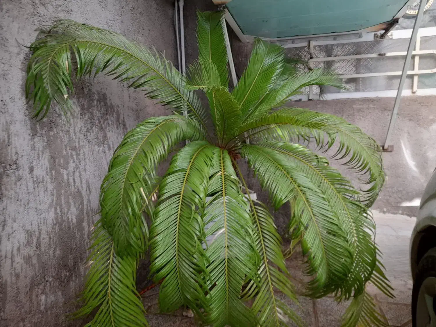 گل.|گل و گیاه طبیعی|نیشابور, فرح بخش|دیوار