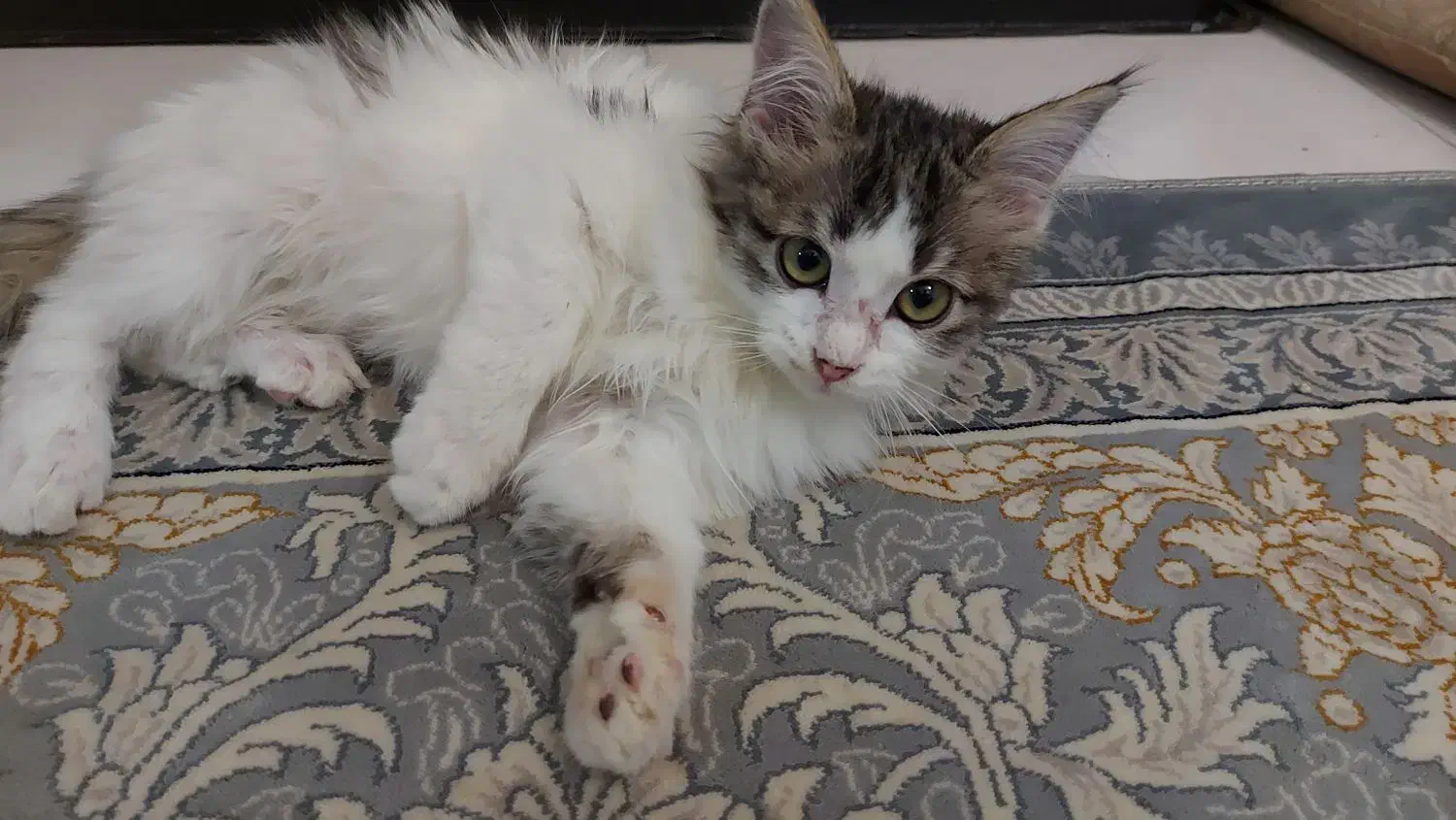 بچه گربه ایرانی|گربه|بومهن, |دیوار