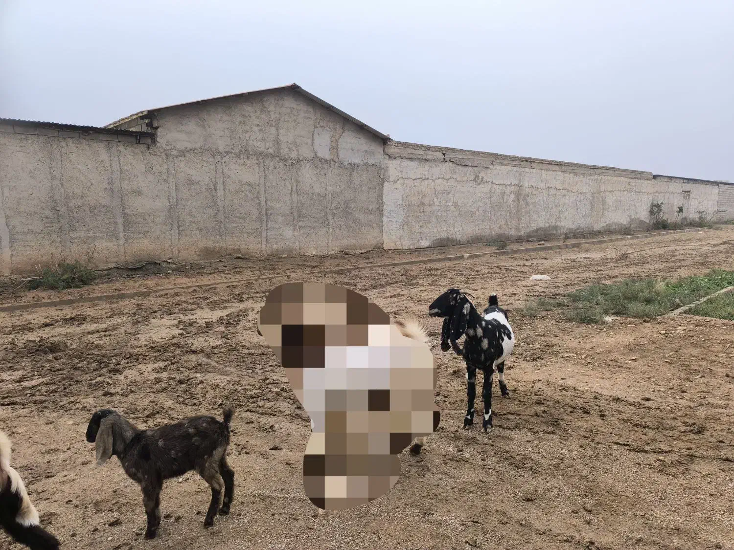 بز ماده همراه کهره|حیوانات مزرعه|سوسنگرد, |دیوار