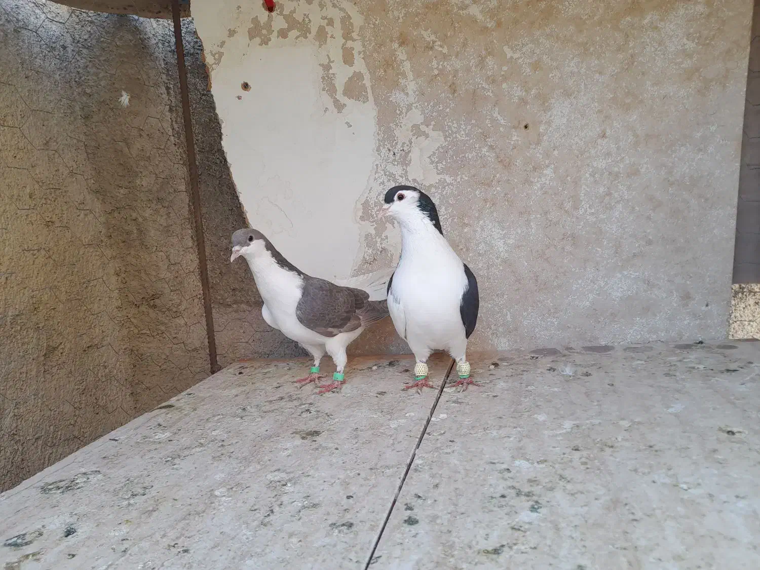 دوجفت چپ سالم|پرنده|سبزوار, قصبه شرقی|دیوار