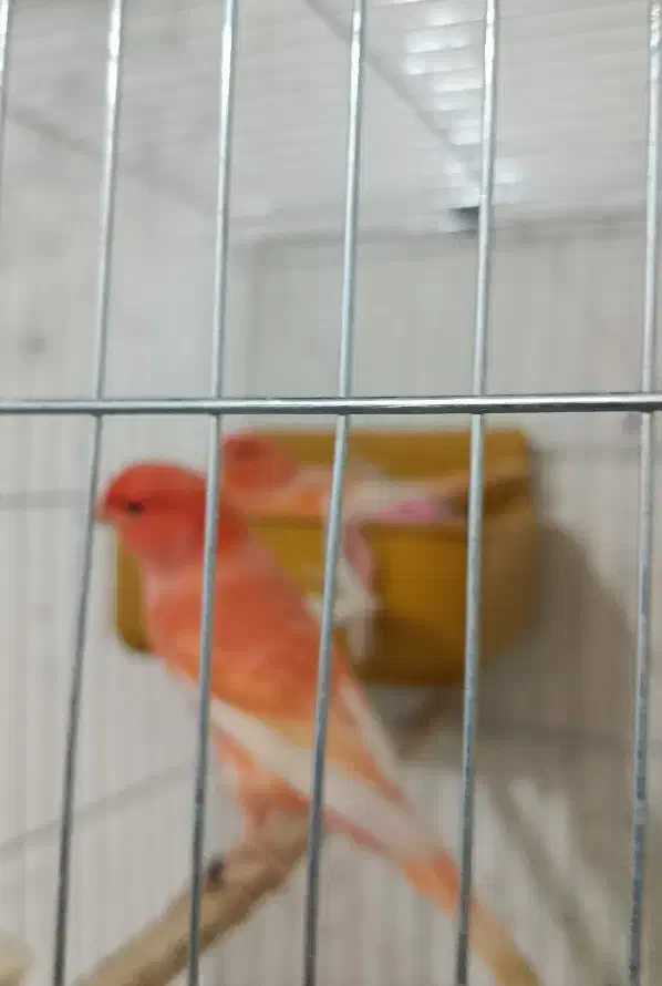 جفت قناری رد فاکتور اورجینال|پرنده|اهواز, کمپلو شمالی|دیوار