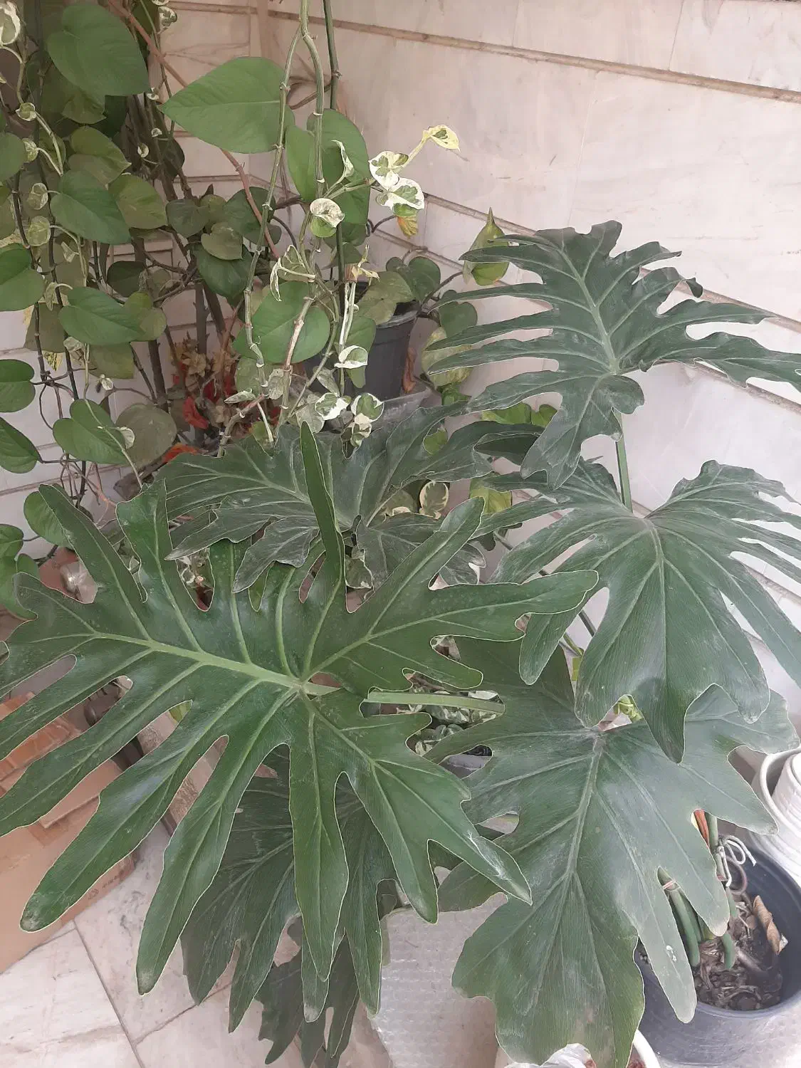 اشانتیون گل|گل و گیاه طبیعی|بابل, |دیوار