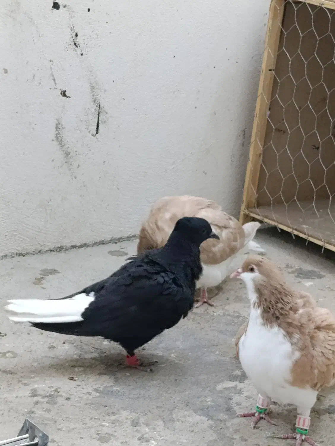 جوجه زاق دم سفید واکس|پرنده|گنبد کاووس, |دیوار