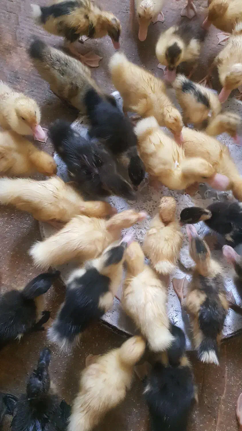 جوجه اردک فرز و زرنگ بشرط سلامت|حیوانات مزرعه|بندر ماهشهر, |دیوار