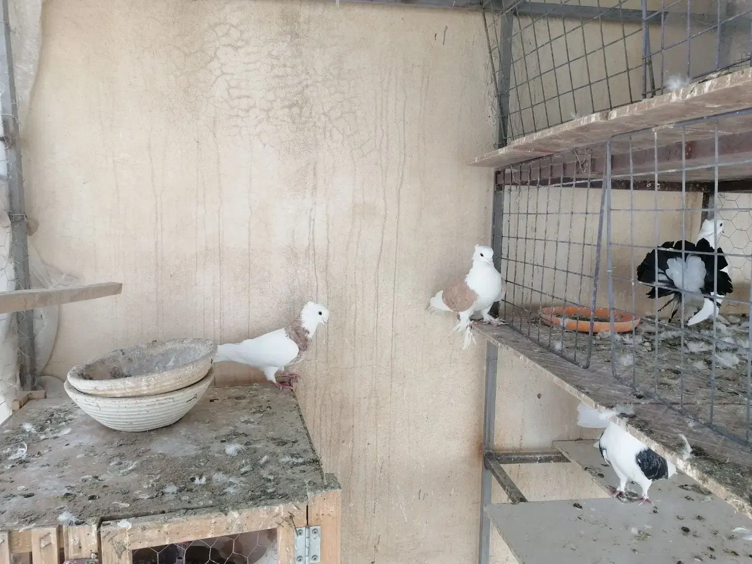 کفتر|پرنده|تهران, اقدسیه|دیوار