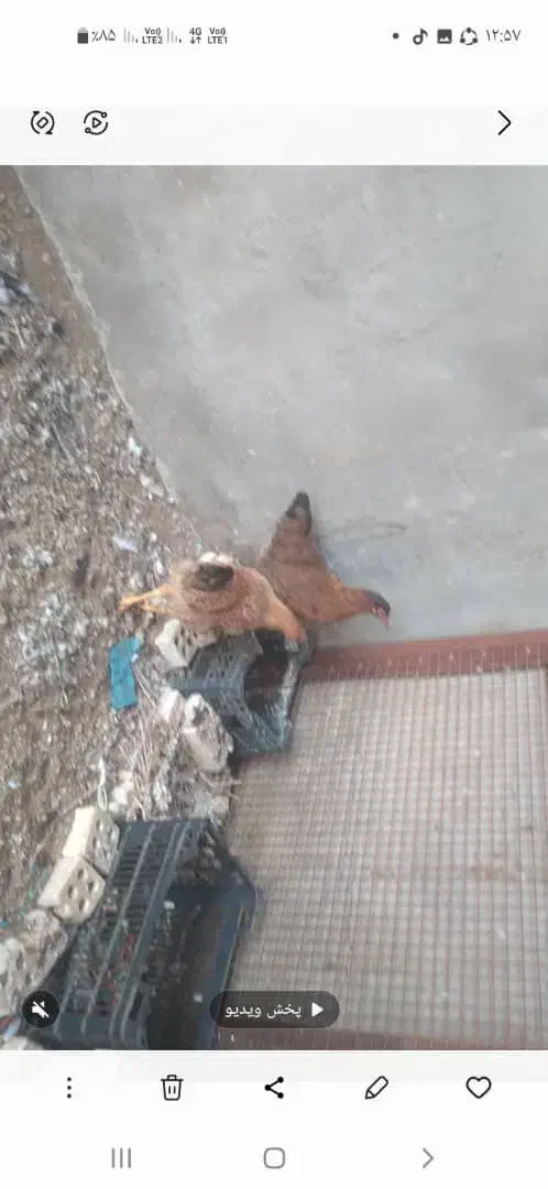 مرغ|حیوانات مزرعه|سوسنگرد, |دیوار