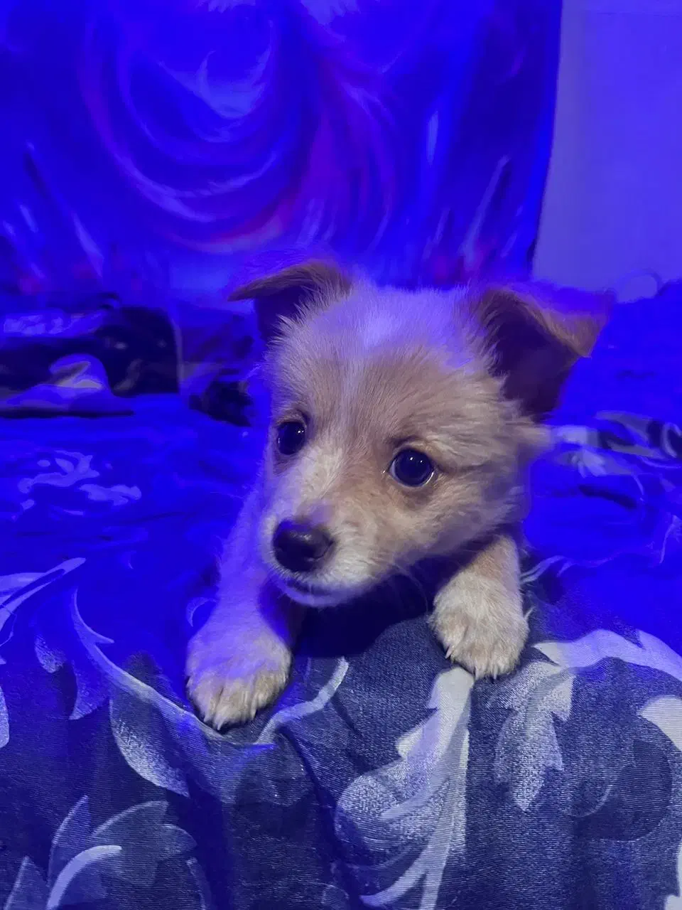 سگ اشپیتز|سگ|تهران, شهید اسدی|دیوار