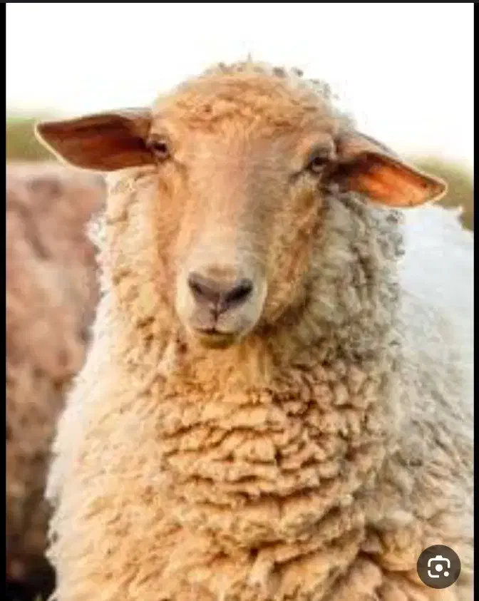 گوسفند زنده چرا شده در مناطق کوهستانی سرسبز|حیوانات مزرعه|تهران, جوادیه|دیوار