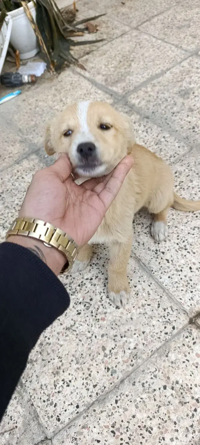 سگ پاکوتاه تریر|سگ|مشهد, سازمان آب|دیوار