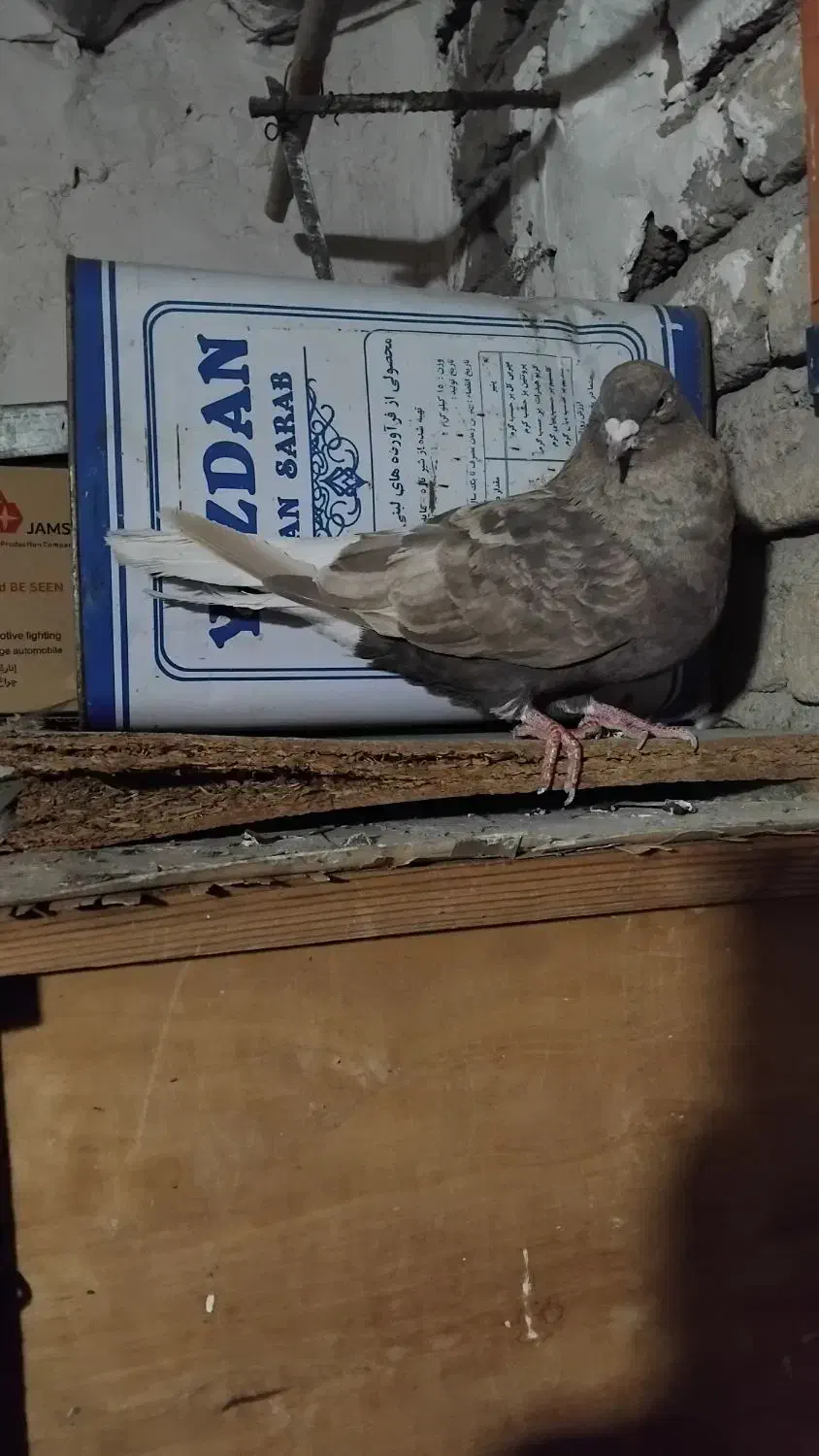 کفتر دم سفید ماده|پرنده|شهریار, شهرک بهاران (ویره)|دیوار