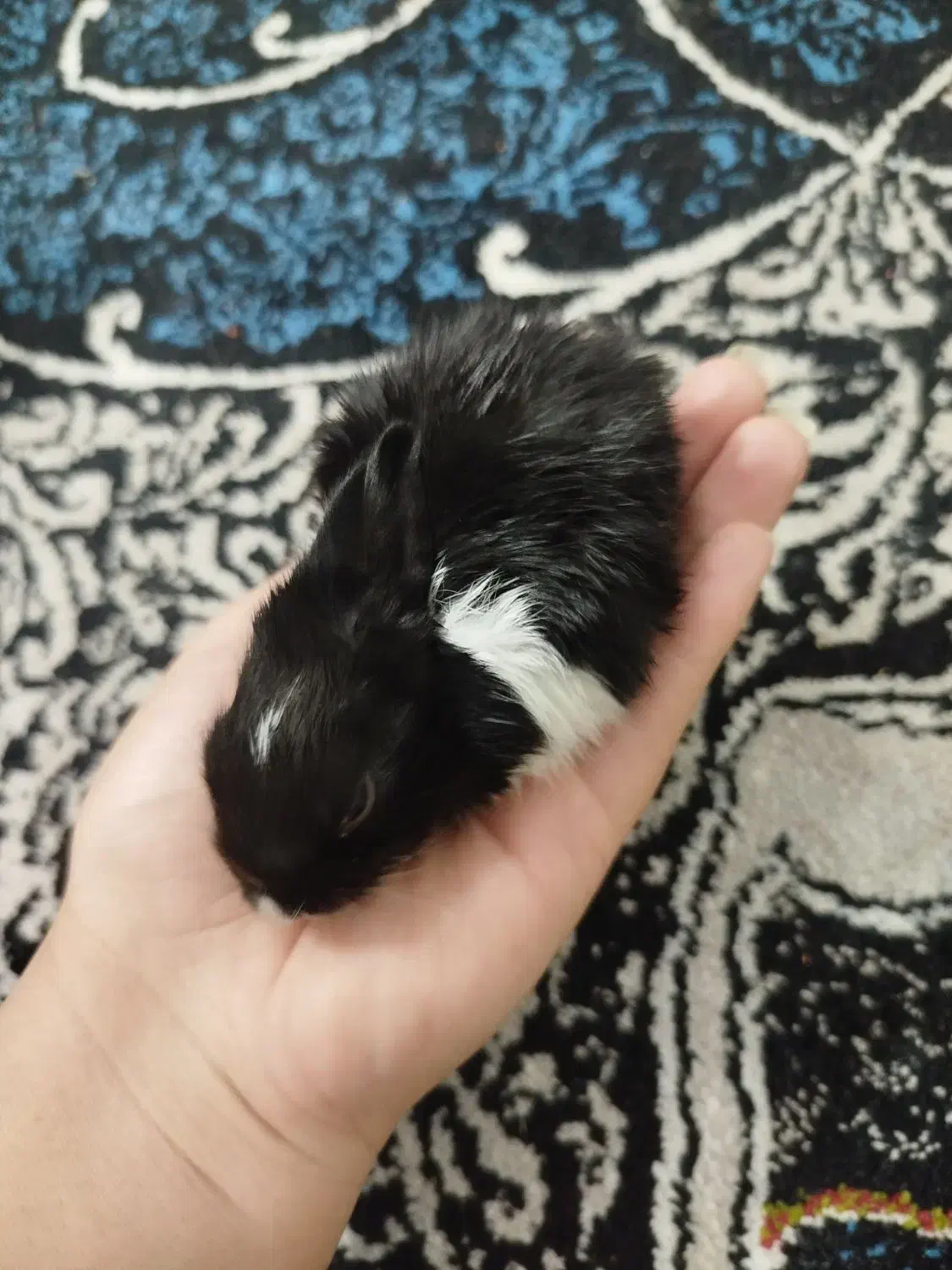 بچه خرگوش|موش و خرگوش|فسا, |دیوار