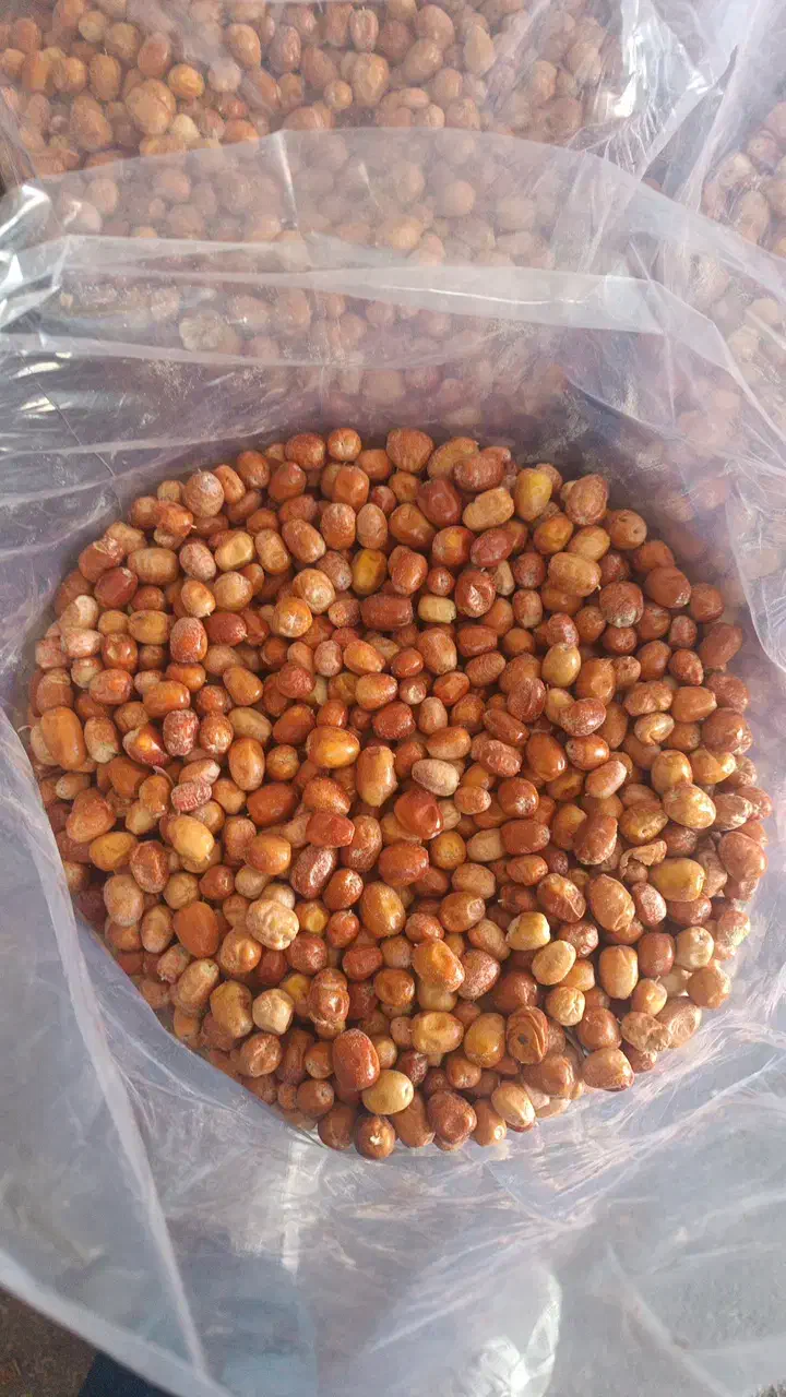سنجد|خوردنی و آشامیدنی|شاهین دژ, |دیوار