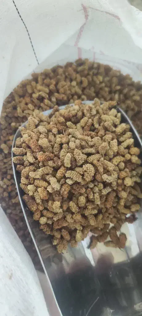 میوه خشک|عمدهفروشی|قم, آذر (نکویی)|دیوار