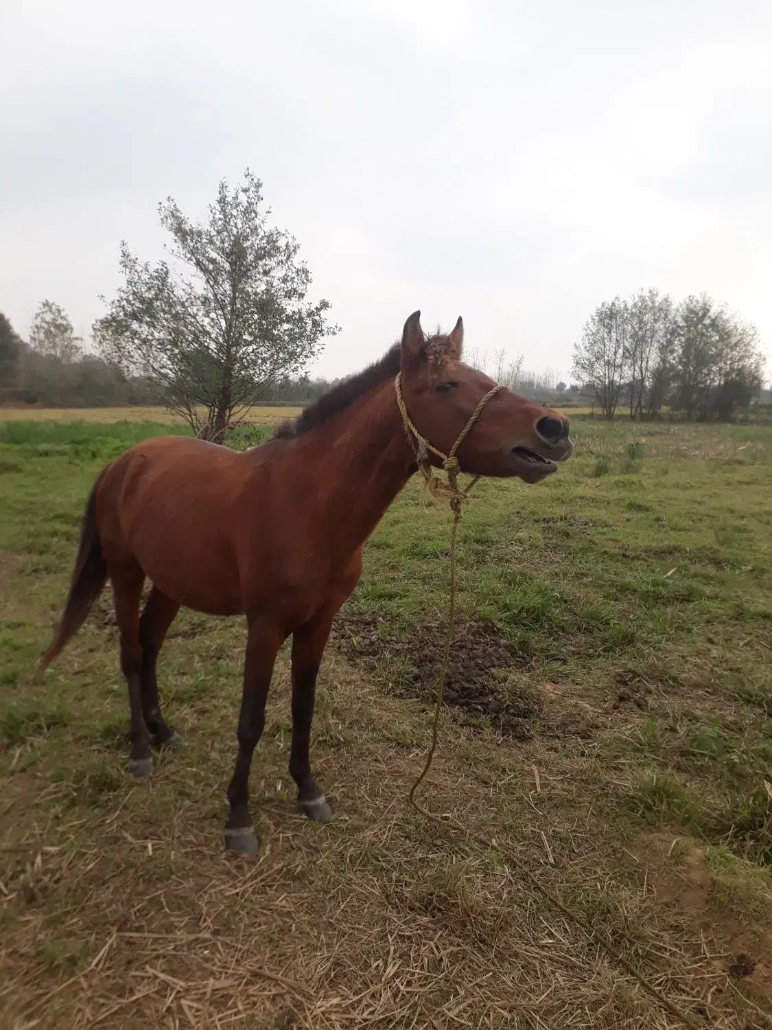 اسب|اسب و تجهیزات اسب‌سواری|صومعه‌سرا, |دیوار