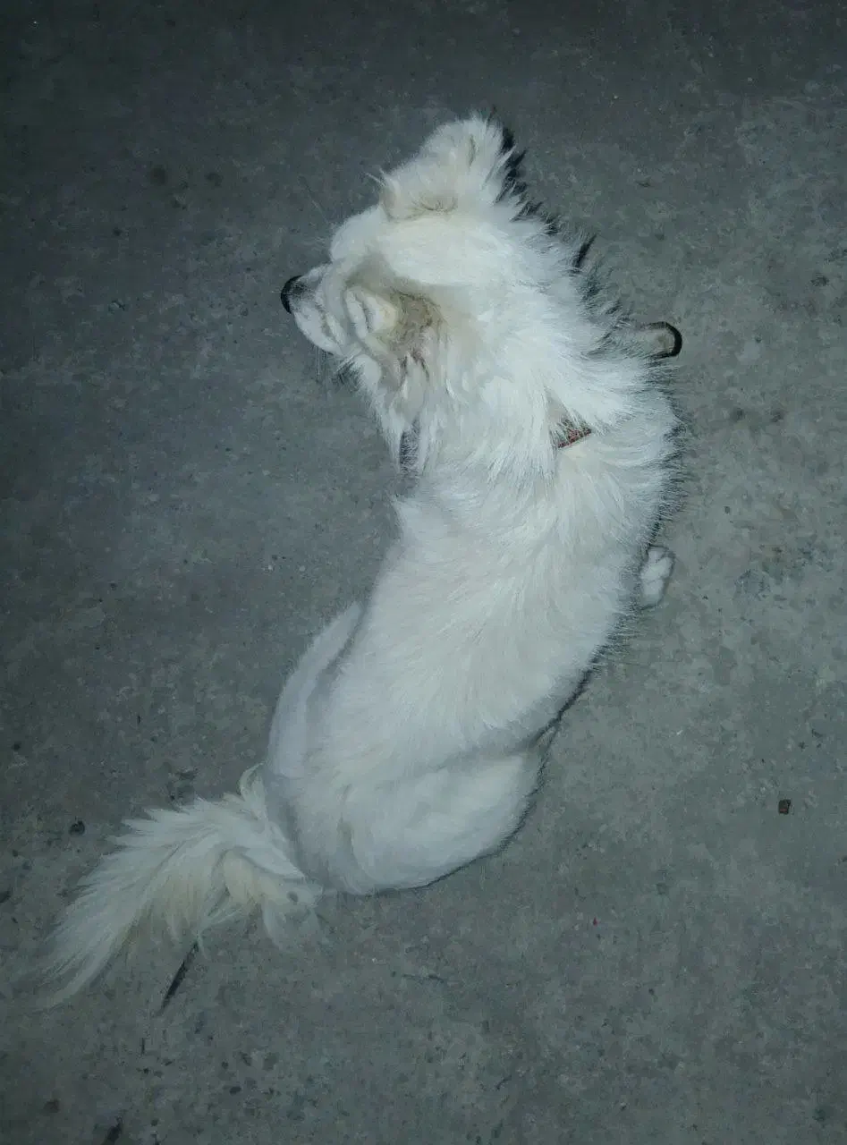 سگ)|سگ|رامسر, |دیوار