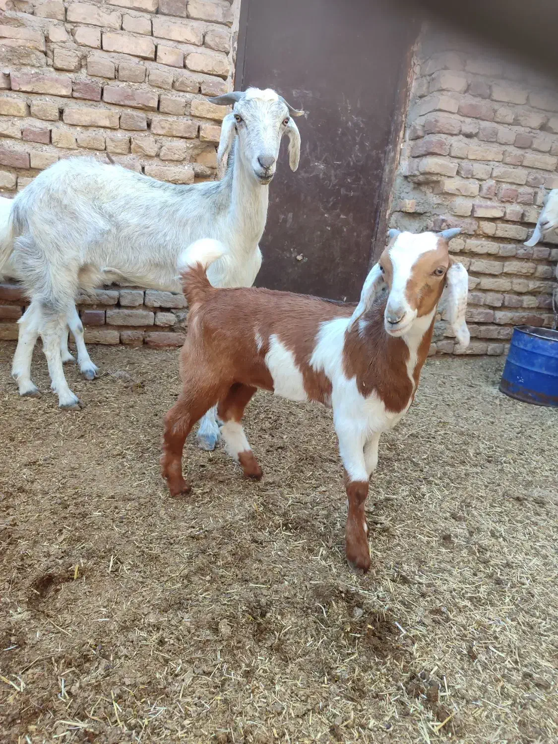 بز زایده با کهره نره دوماه نیم .و بره نر|حیوانات مزرعه|جیرفت, |دیوار