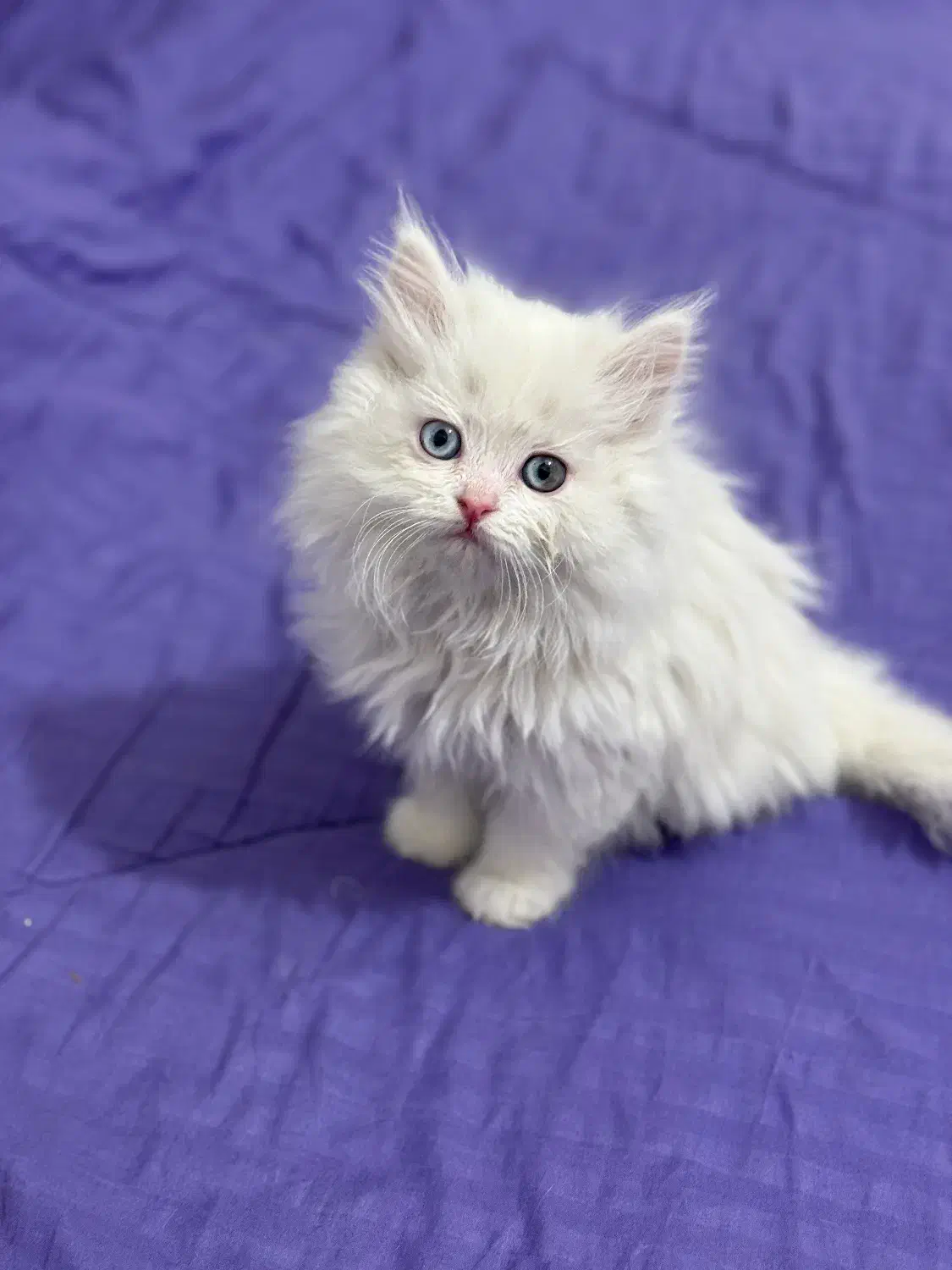 واگذاری بچه گربه ۲ ماهه|گربه|ارومیه, |دیوار