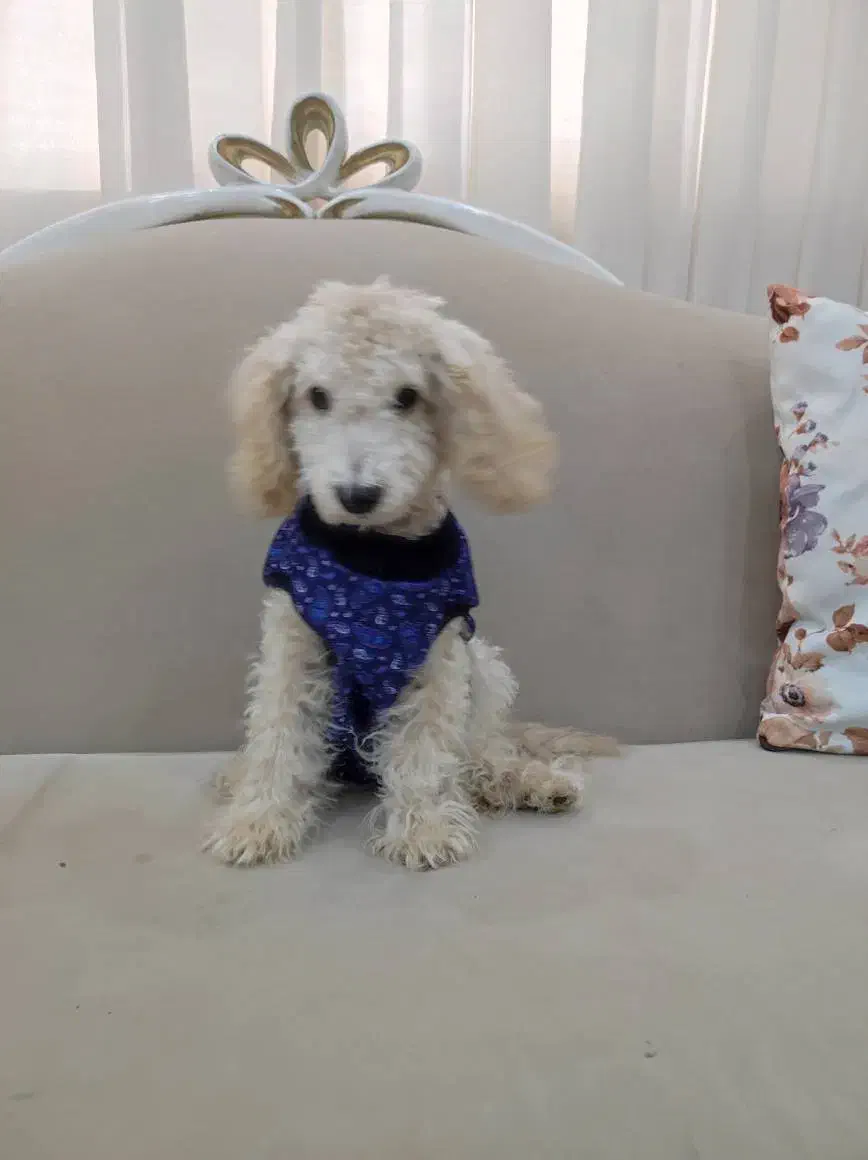 سگ پودل|سگ|پرند, فاز ۲|دیوار