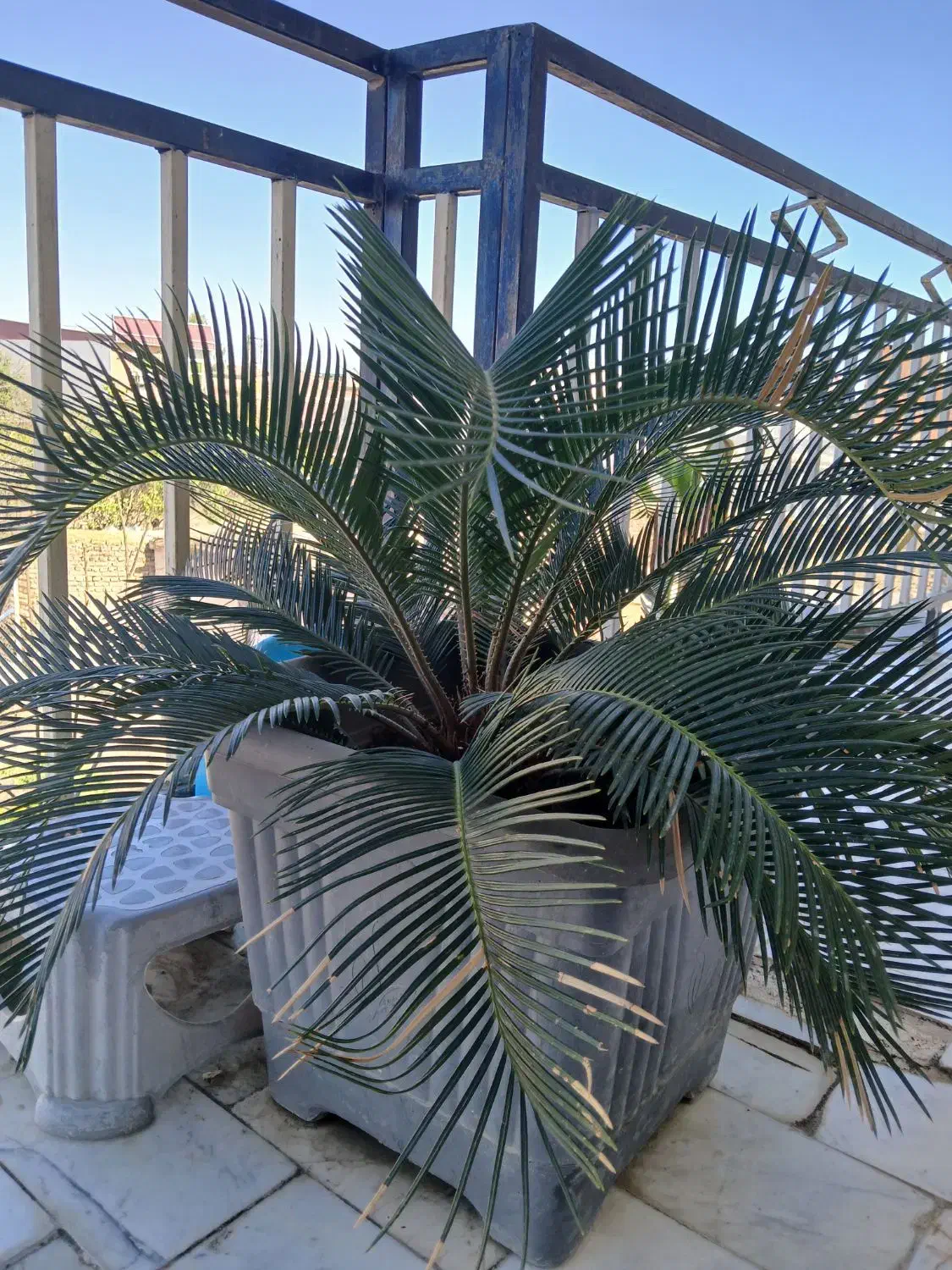 گل وگیاه|گل و گیاه طبیعی|آق قلا, |دیوار