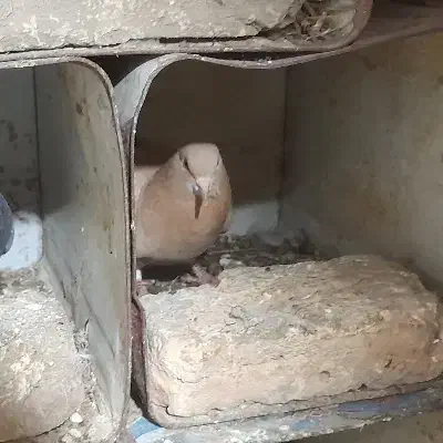 کبوتر یا کفتر|پرنده|مینودشت, |دیوار