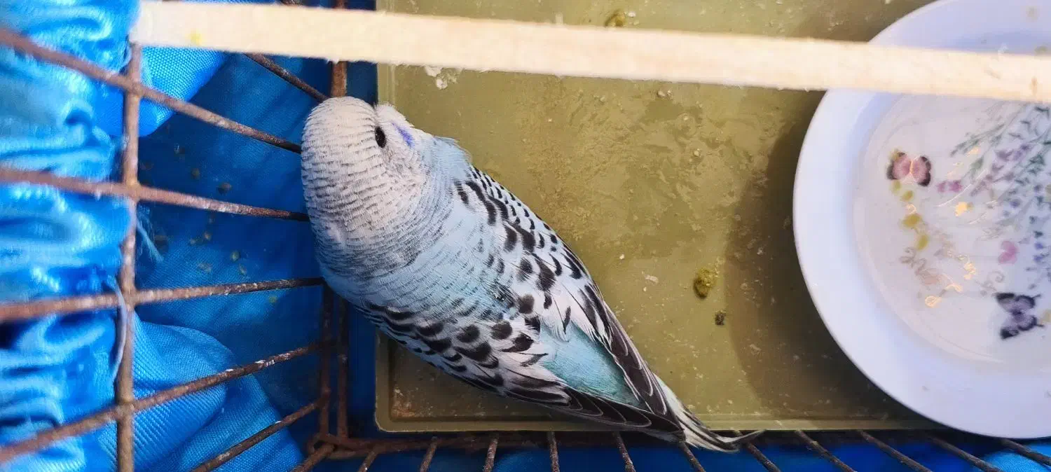 مرغ عشق|پرنده|بندر ماهشهر, |دیوار