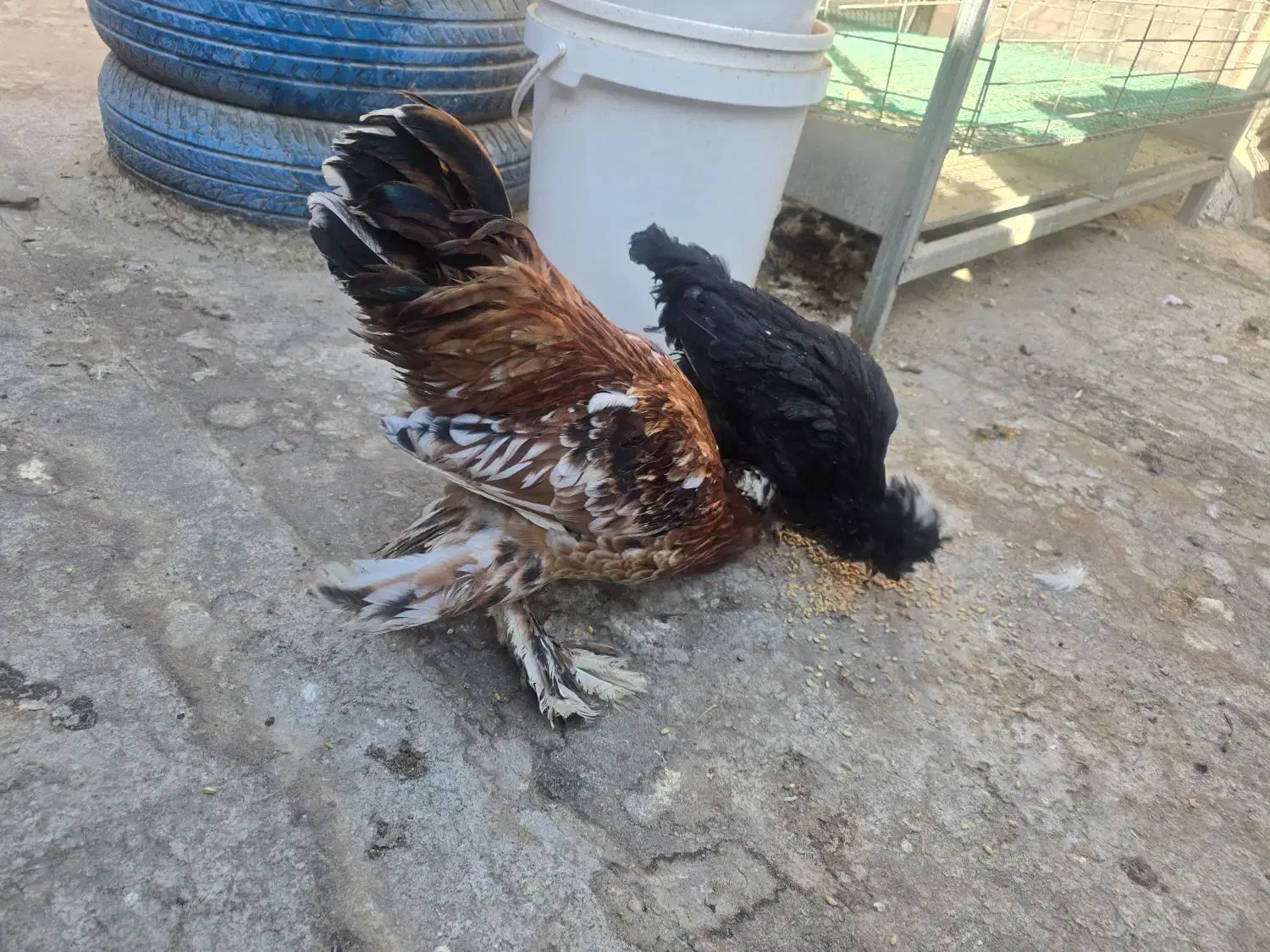 مرغ و خروس و نیمچه|حیوانات مزرعه|خمینیشهر, |دیوار