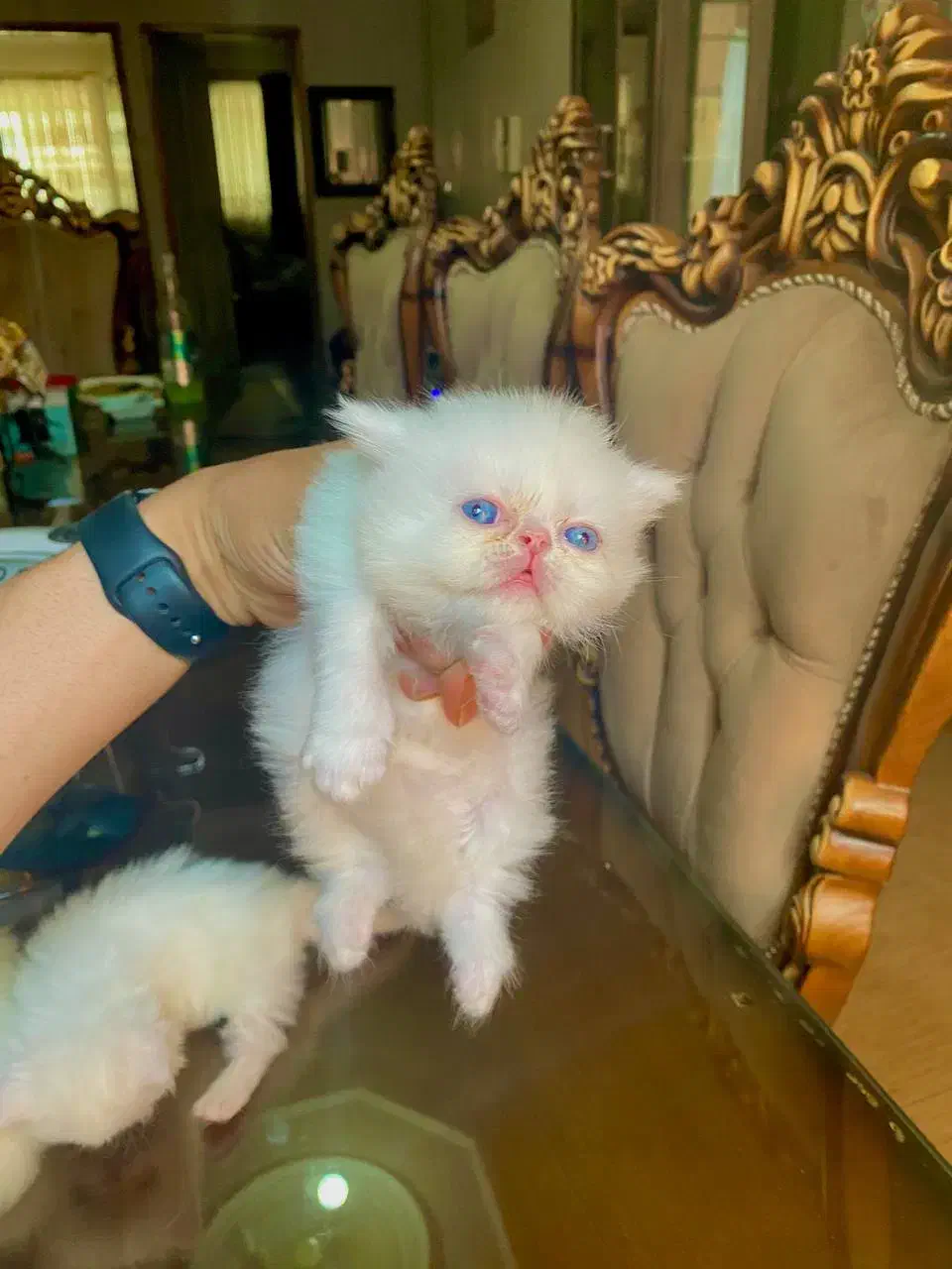 پرشین خالص|گربه|رشت, استقامت ۱|دیوار