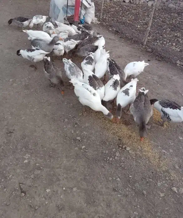 غار|حیوانات مزرعه|ماکو, |دیوار