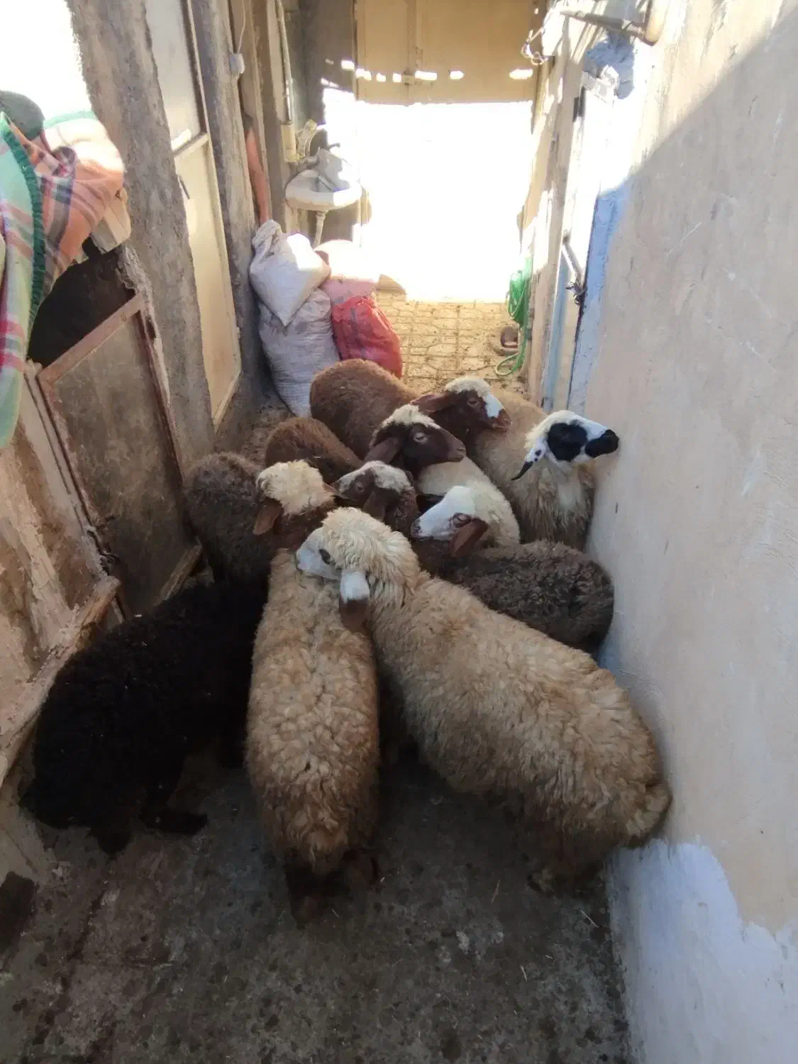 9عددبره ماده سالم سرحال جفتی 21|حیوانات مزرعه|مریوان, |دیوار