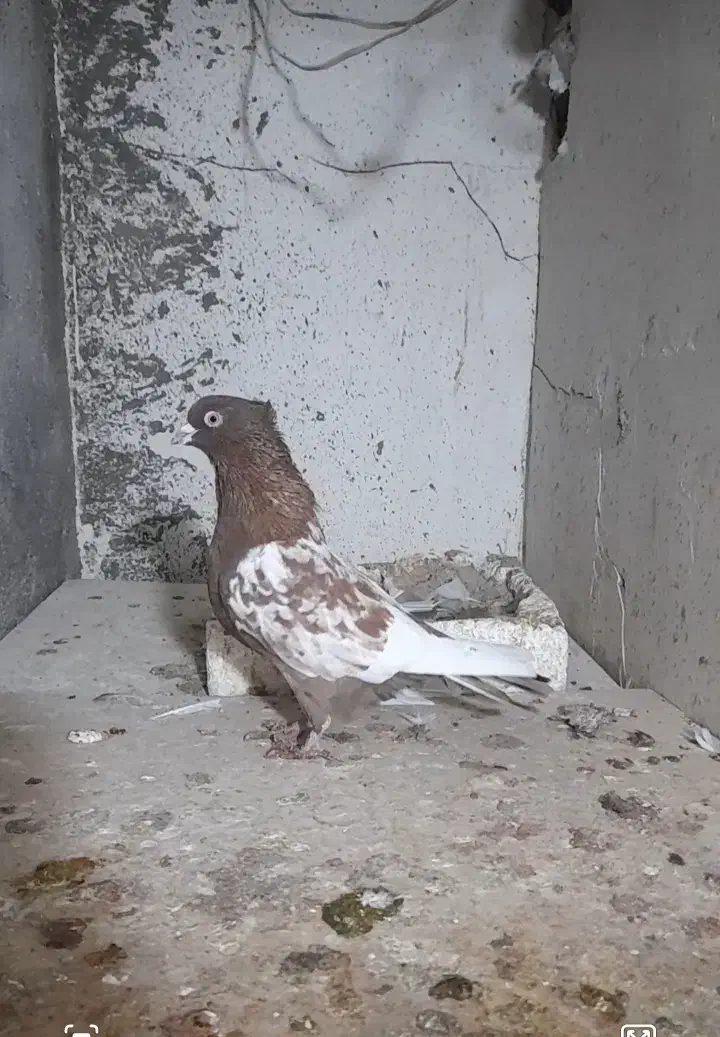 یک عدد سینه سرخ نر|پرنده|شیروان (خراسان), |دیوار