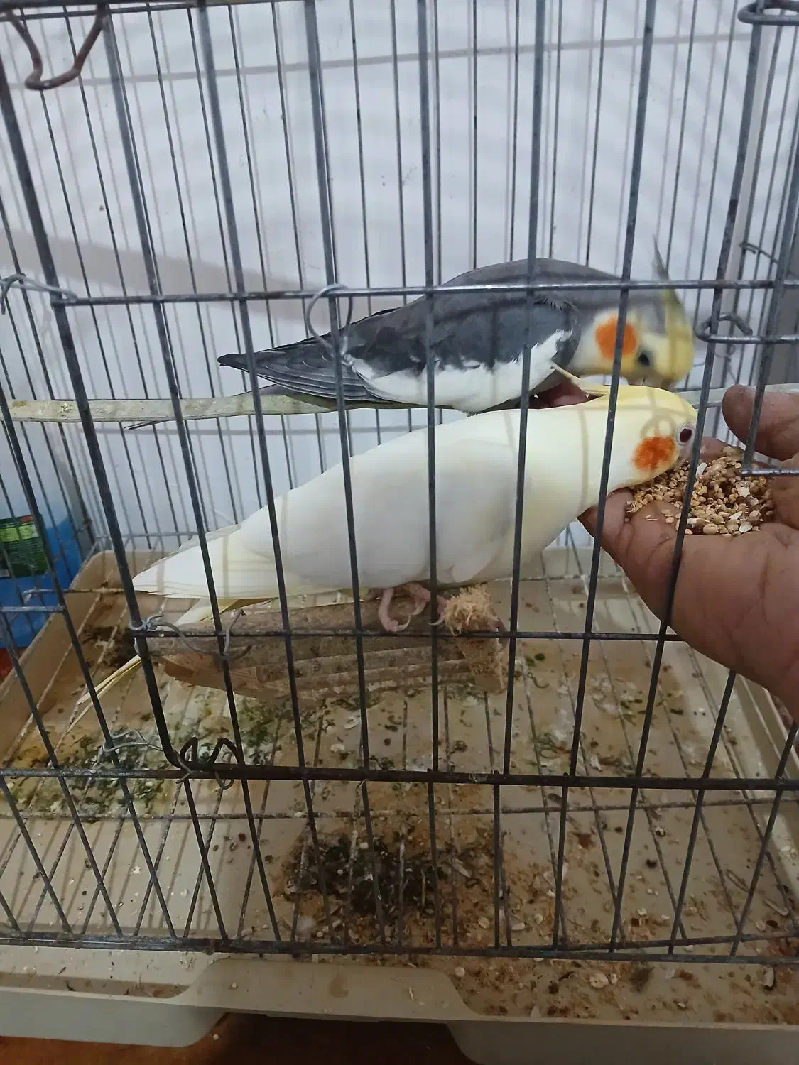 مرغ عشق و عروس هلندی بفروش میرسد|پرنده|املش, |دیوار