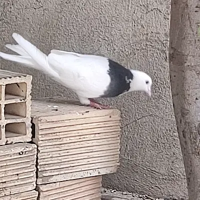 پرنده|پرنده|گیلان غرب, |دیوار