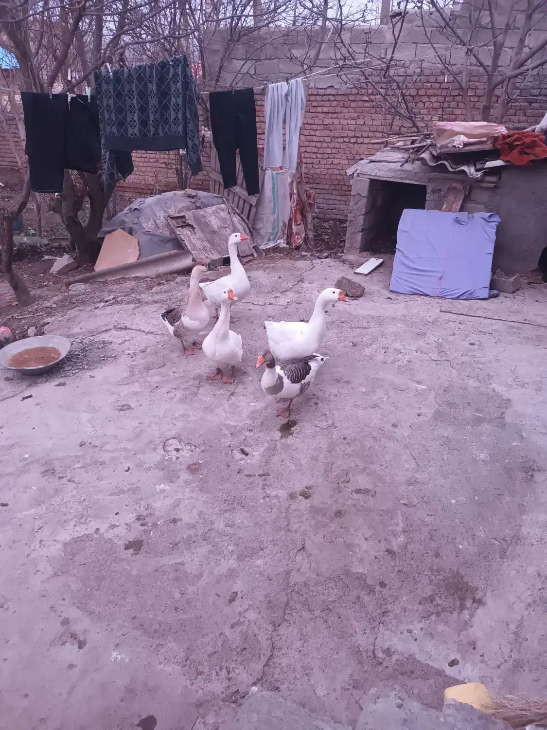 قوغاز|پرنده|ویلکیج, |دیوار