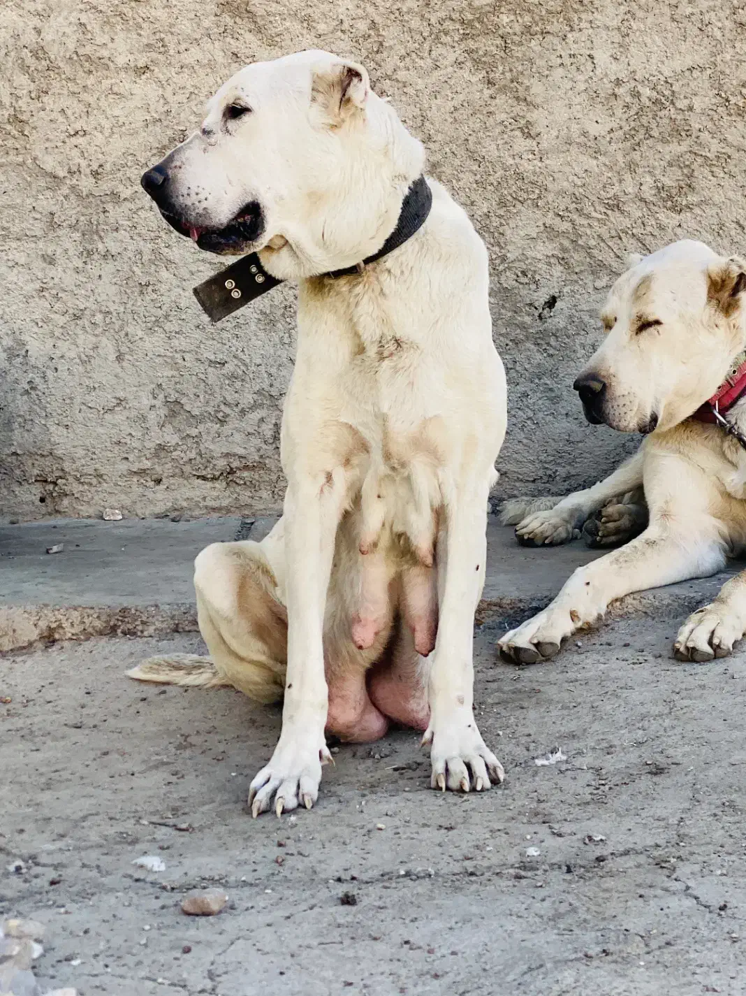 سگ ماده خراسانی|سگ|سمنان, |دیوار