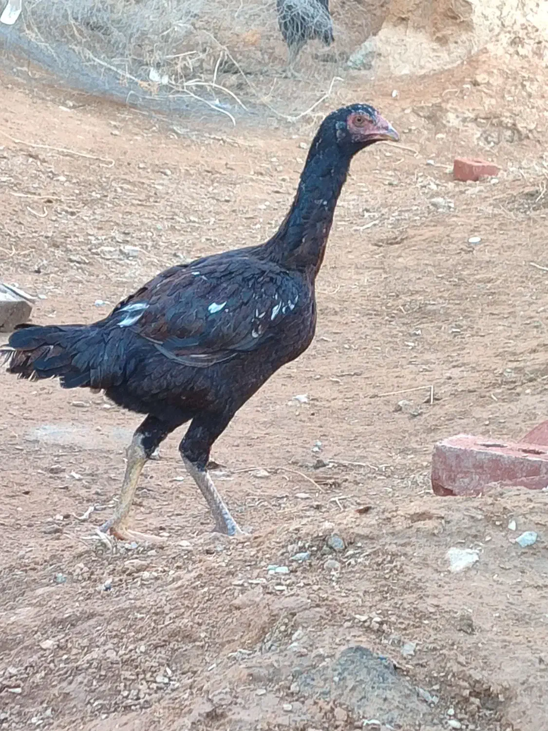 مرغ لاری|حیوانات مزرعه|سقز, |دیوار