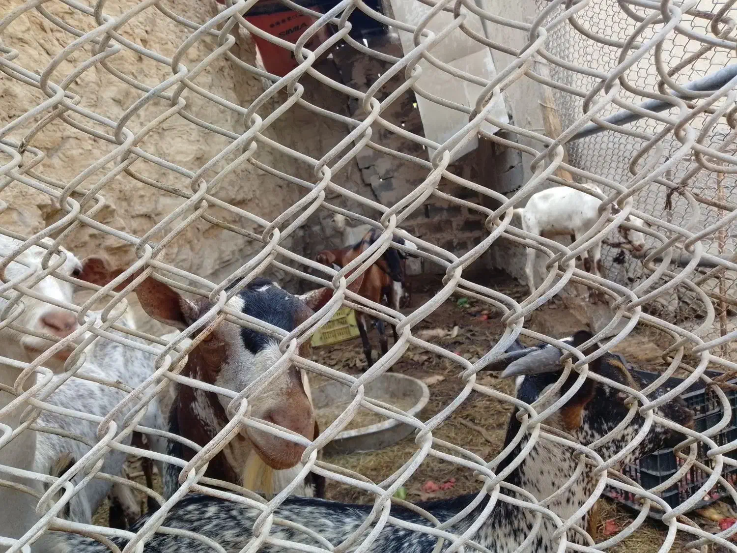 ۱۲تا حیوان خوب داشتی دونه ای ۱۰تومن همه باهم|حیوانات مزرعه|شیبکوه (هرمزگان), |دیوار