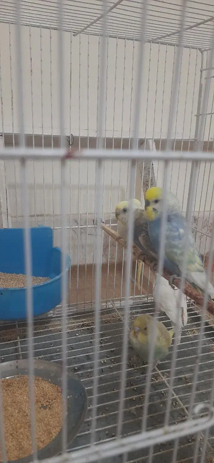 مرغ عشق|پرنده|نیشابور, محله میدان باغات|دیوار