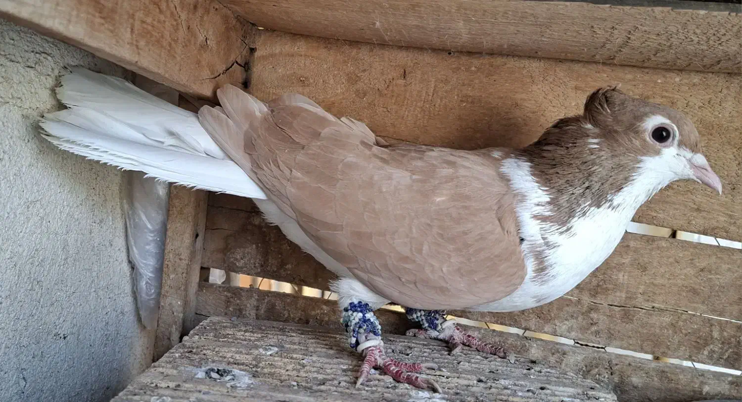 کبوتررنگی|پرنده|قم, کلهری|دیوار