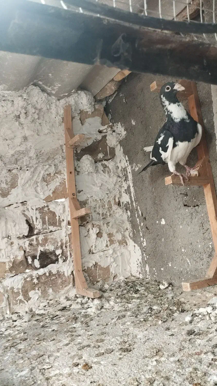 پلنگ سیاه نر پرشی|پرنده|رضویه, |دیوار